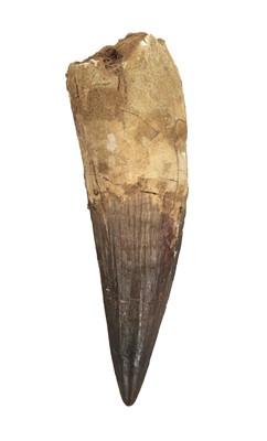 Lot 214 - Spinosaurus Tooth.