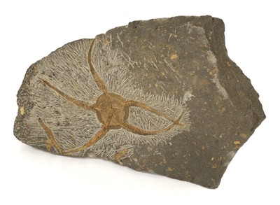 Lot 203 - Fossil Starfish.