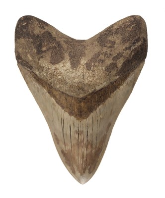 Lot 208 - Megalodon Tooth.