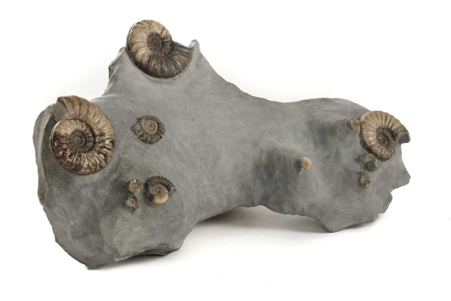 Lot 324 - Ammonites. A multiple ammonite plate, Jurassic Period, Lyme Regis, Dorset