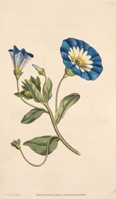 Lot 149 - Curtis (William). The Botanical Magazine; ... , vols. 1-24 bound in 12, Stephen Couchman, 1793-1806