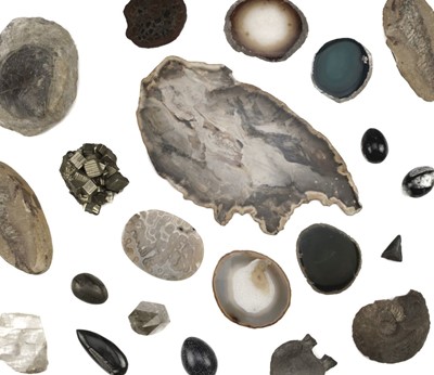 Lot 205 - Fossils & Minerals. A collection of fossils and minerals