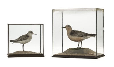 Lot 226 - Taxidermy. Red knot and dunlin by Rowland Ward Ltd, early 20th century, and 2 others