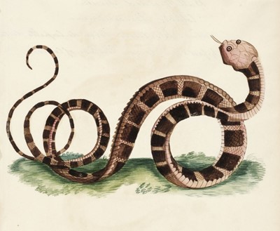 Lot 154 - Indian snakes. Six watercolour studies of Indian snakes, circa 1850