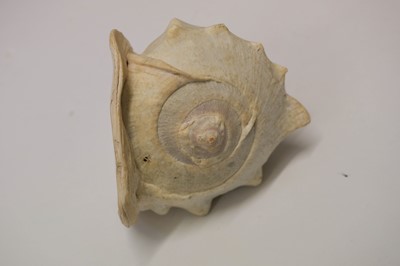 Lot 10 - Cameo. A 19th century conch shell