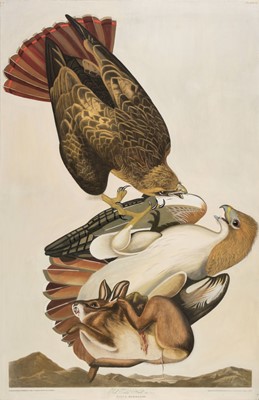 Lot 264 - Audubon (J. J.). Red Tailed Hawk. Male 1. F. 2. Falco Borealis, 1829