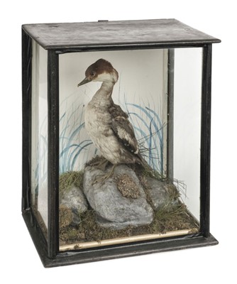 Lot 233 - Taxidermy. An Edwardian taxidermic ...