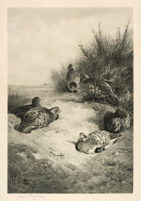 Lot 532 - Thorburn (Archibald). Partridges Dusting, A. Baird Carter, 1912