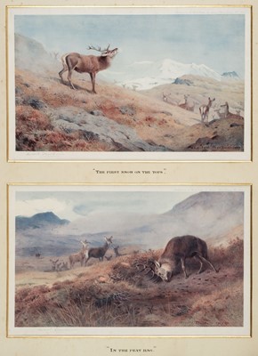 Lot 533 - Thorburn (Archibald, 1860 - 1935). Four prints of Red Deer, 1907