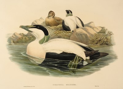 Lot 128 - Gould (J. & Richter H. C.). Three lithographs of Birds, 1862 - 73