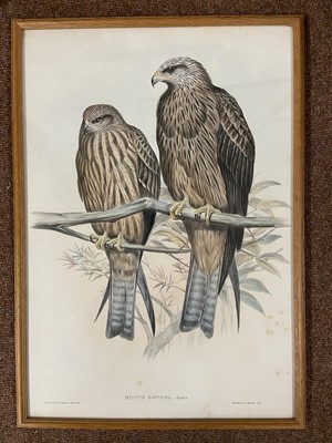 Lot 128 - Gould (J. & Richter H. C.). Three lithographs of Birds, 1862 - 73