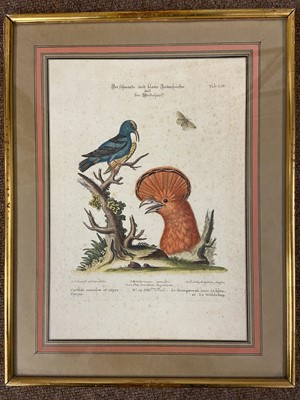 Lot 128 - Gould (J. & Richter H. C.). Three lithographs of Birds, 1862 - 73