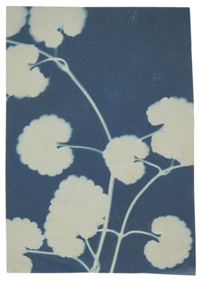 Lot 56 - Jacques (Bertha Evelyn, 1863-1941). Plant study, c. 1900/06, cyanotype