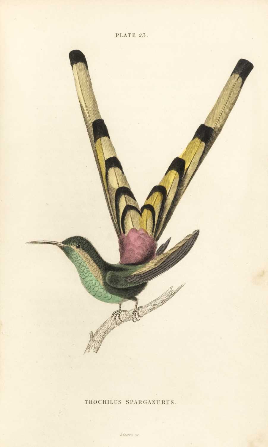 Lot 106 - Jardine (William). The Naturalist's Library, 11 volumes only, Edinburgh, London & Dublin, 1834-43