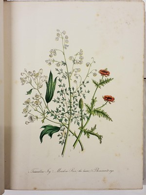 Lot 111 - Loudon (Jane). British Wild Flowers, 1st edition, 1846