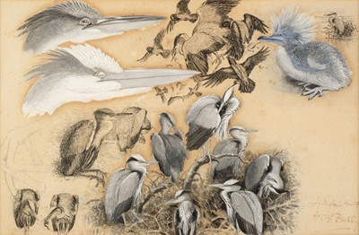 Lot 491 - Millais (John Guille, 1865-1931). Studies of Herons, 1890