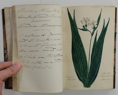 Lot 97 - Botany. Two volumes containing 137 British botanical watercolour studies, late 18th/early 19th c.