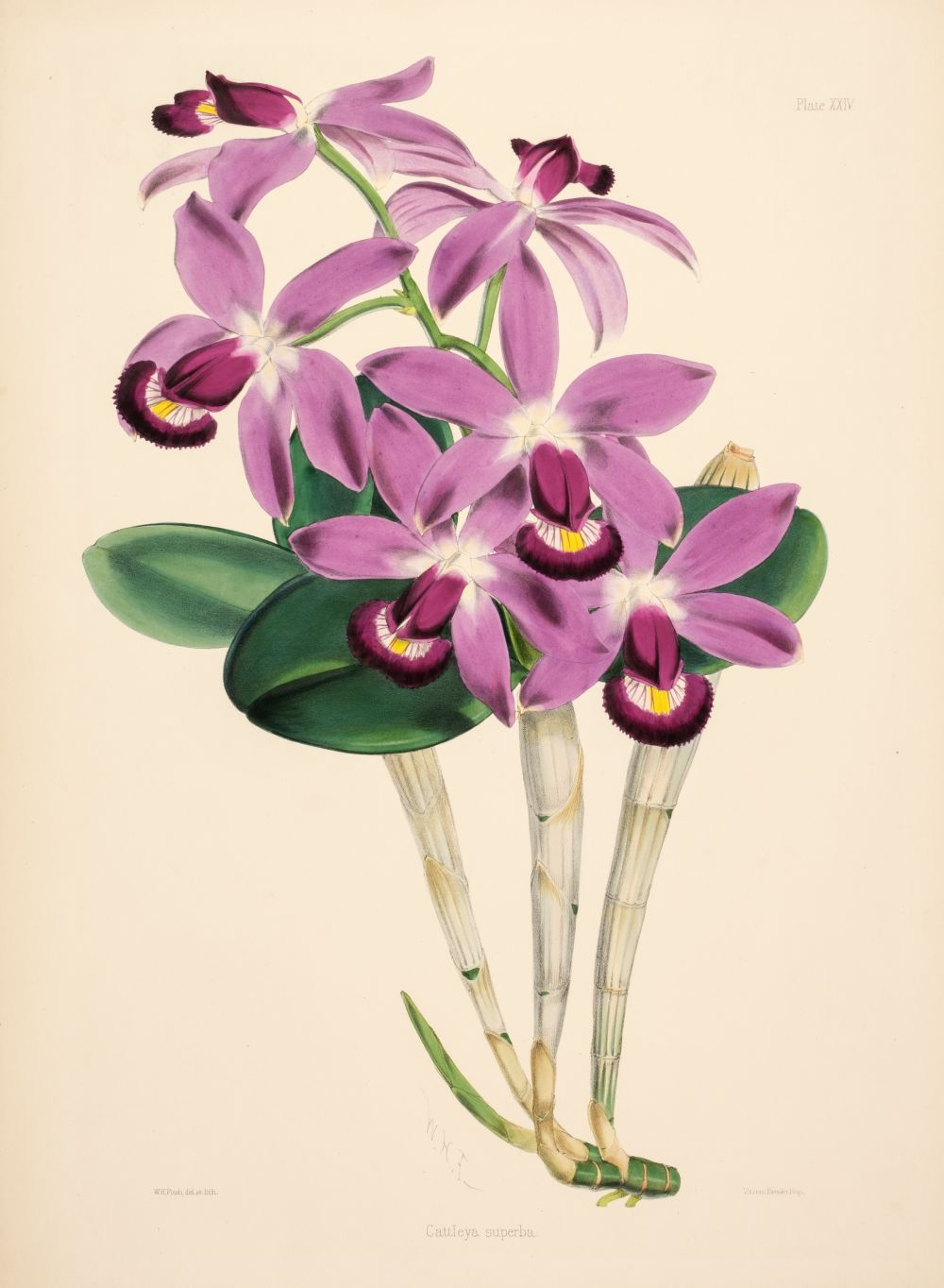 Select Orchidaceous Plants　Robert Warner Select Orchidaceous Plants 1862 by Warner, Robert: Very Good Hard