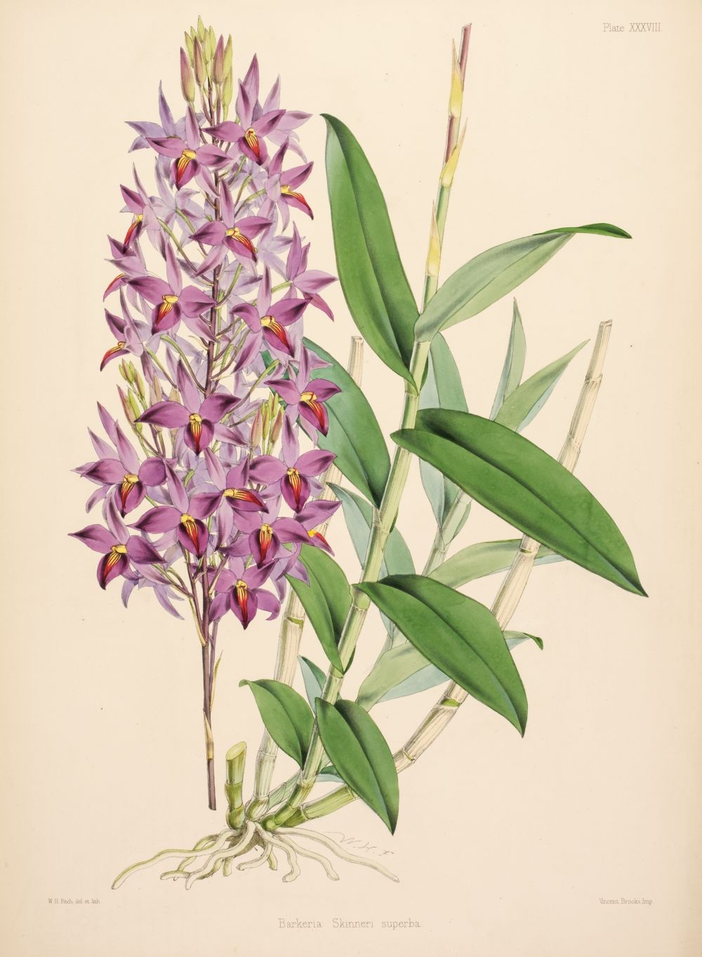 Lot 128 - Warner (Robert). Select Orchidaceous Plants.
