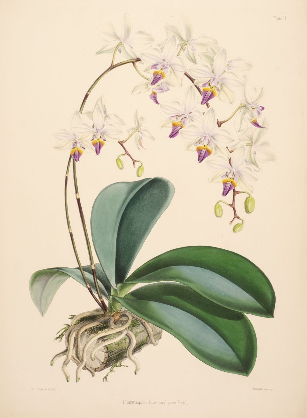 Select Orchidaceous Plants Robert Warner Lot - WARNER, ROBERT; and