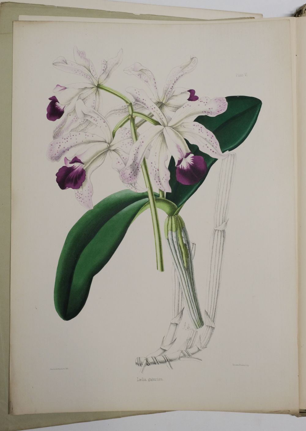 Lot 128 - Warner (Robert). Select Orchidaceous Plants.