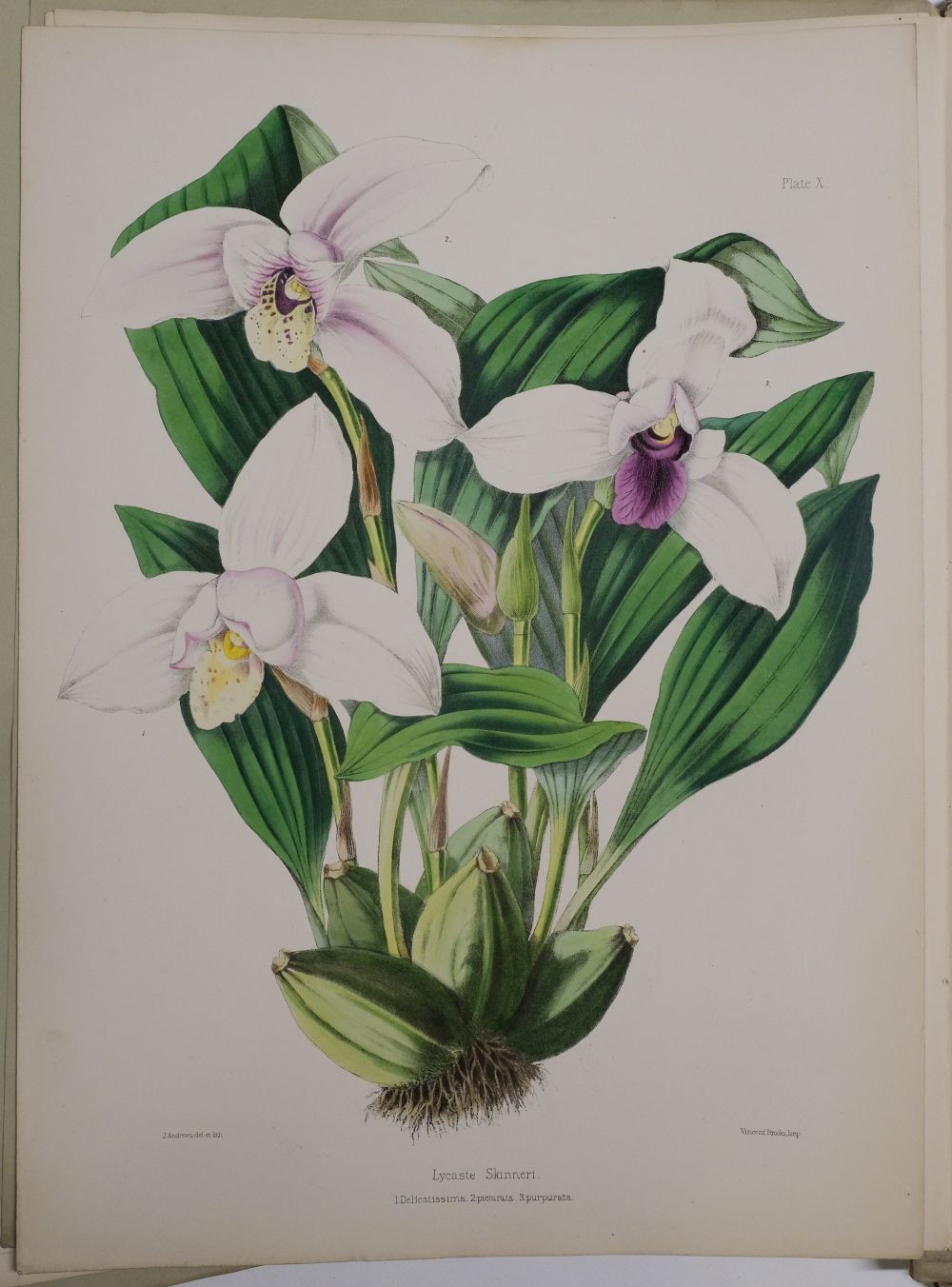 Lot 128 - Warner (Robert). Select Orchidaceous Plants.