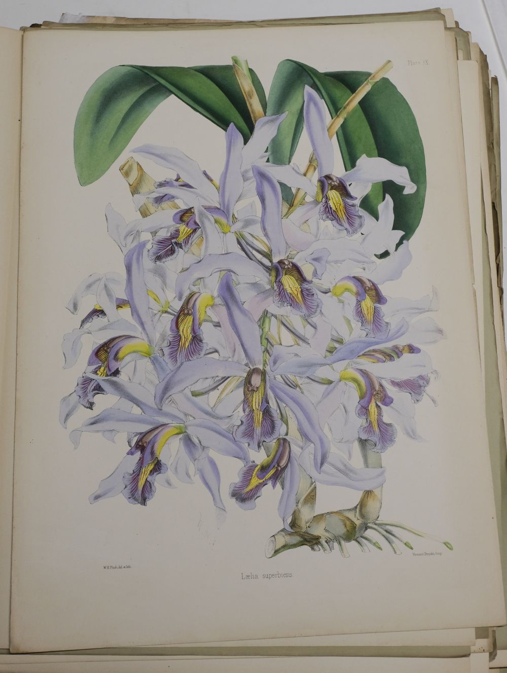 Select Orchidaceous Plants Robert Warner Lot - WARNER, ROBERT; and