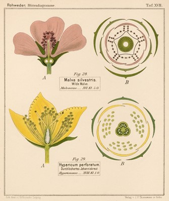 Lot 124 - Rohweder (Joachim). Blütendiagramme nebst Längsschnittbildern von ausgewählten..., 1893