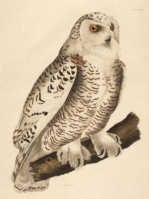 Lot 125 - Selby (Prideaux John, 1788-1867). Snowy Owl, Plate XXIII, 1826-43