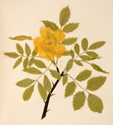Lot 469 - Album. An album of flower collages, circa 1830s-1840s