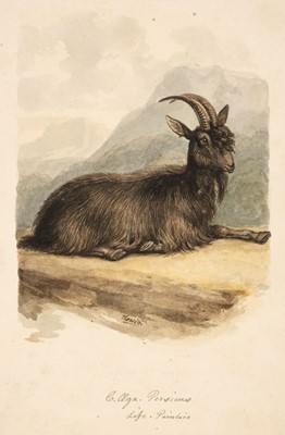 Lot 483 - Howitt (Samuel, 1756/7-1822). Study of a goat
