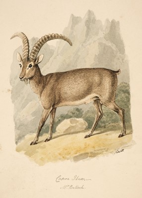 Lot 483 - Howitt (Samuel, 1756/7-1822). Study of a goat