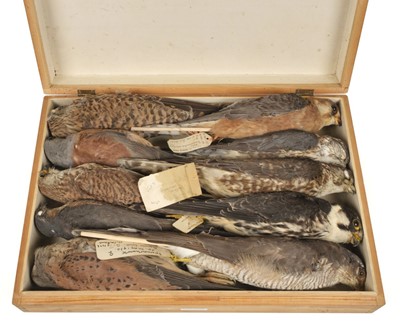 Lot 205 - Taxidermy. Collection of raptor specimens, 1906-34