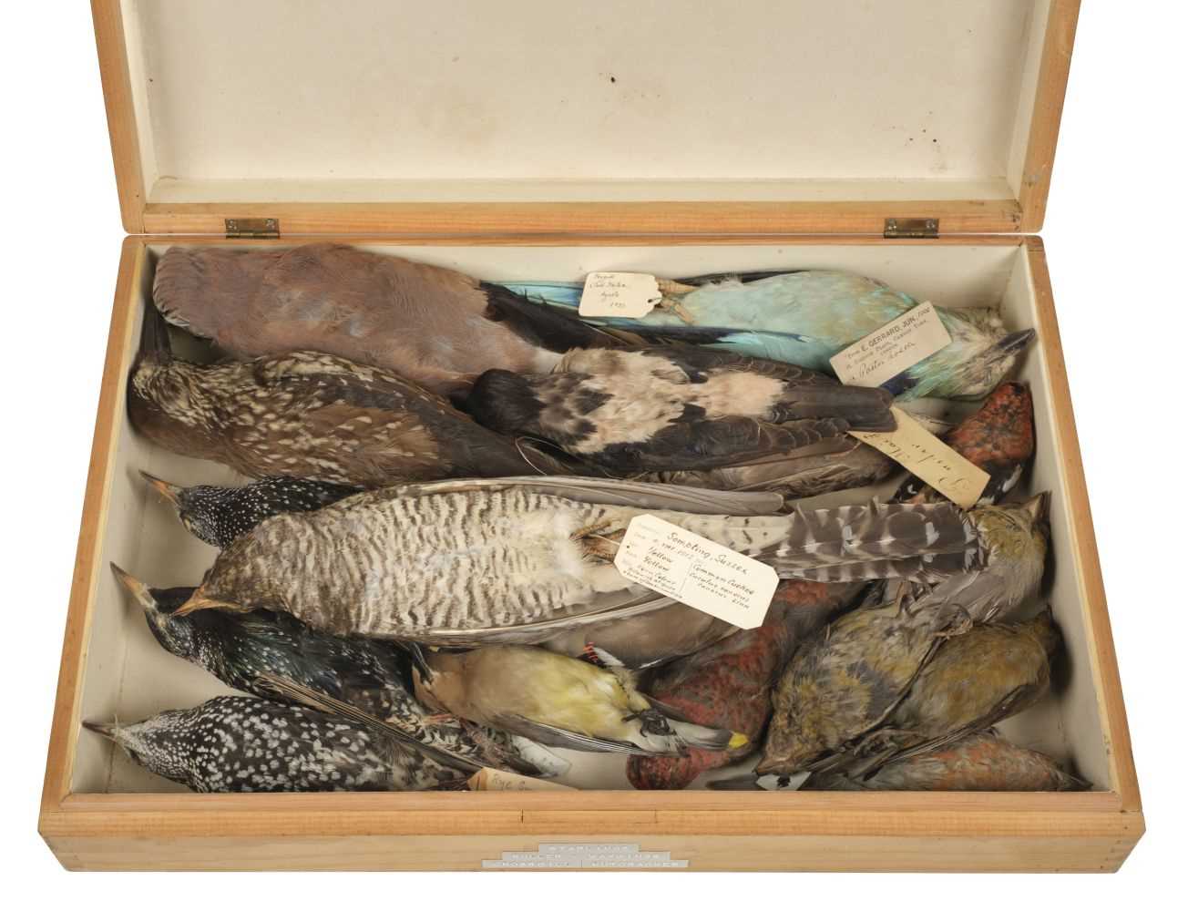 Lot 203 - Taxidermy. Collection of miscellaneous bird specimens, c.1902-39