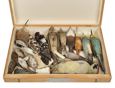 Lot 202 - Taxidermy. Collection of miscellaneous bird specimens, c.1875-1936