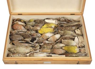 Lot 199 - Taxidermy. Collection of finch and bunting specimens, c.1900-25