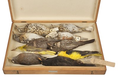 Lot 206 - Taxidermy. Collection of thrush specimens including golden oriole by Rowland Ward, 1889-1926