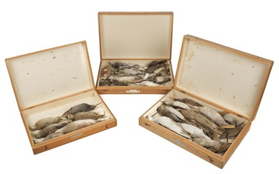 Lot 207 - Taxidermy. Collection of wader specimens, c.1885-1925