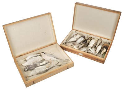 Lot 204 - Taxidermy. Collection of plover, turnstone and tern specimens, c.1900-37