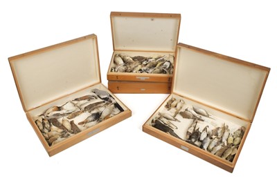 Lot 201 - Taxidermy. Collection of miscellaneous bird specimens, c.1874-1937