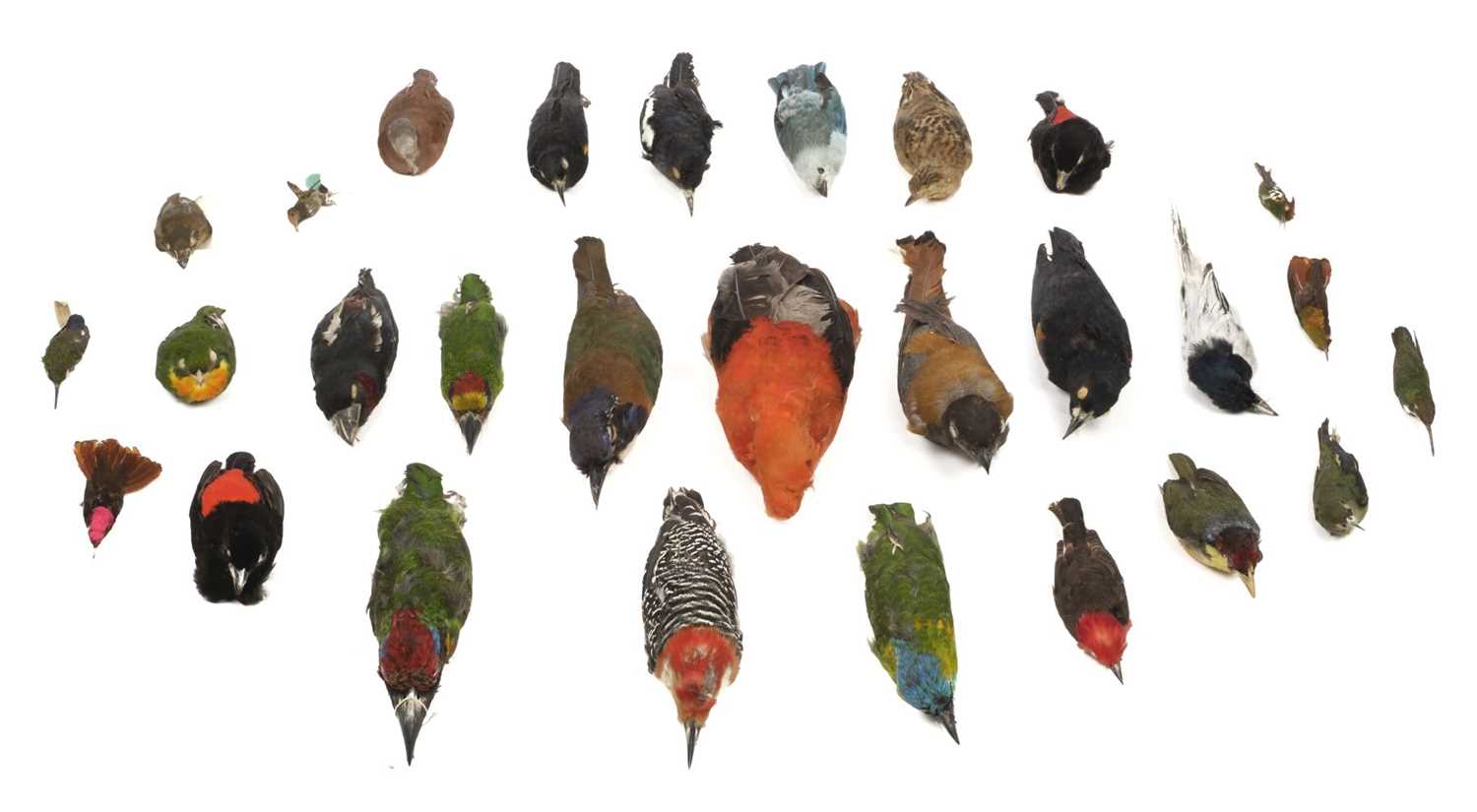 Lot 198 - Taxidermy. Collection of exotic bird specimens, c.1895