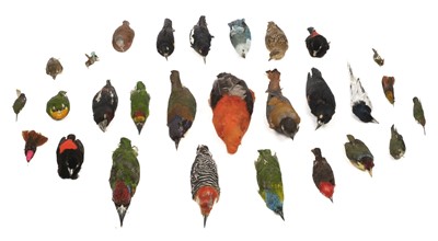 Lot 198 - Taxidermy. Collection of exotic bird specimens, c.1895