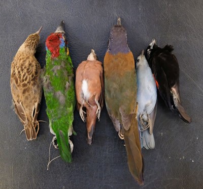 Lot 198 - Taxidermy. Collection of exotic bird specimens, c.1895