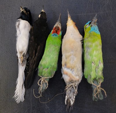 Lot 198 - Taxidermy. Collection of exotic bird specimens, c.1895