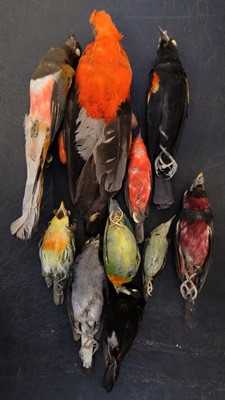 Lot 198 - Taxidermy. Collection of exotic bird specimens, c.1895