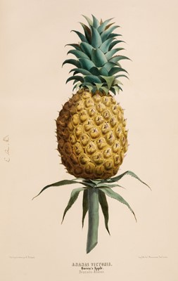 Lot 68 - Mauritius. 'Trees and Fruits of the Mauritius', c.1850