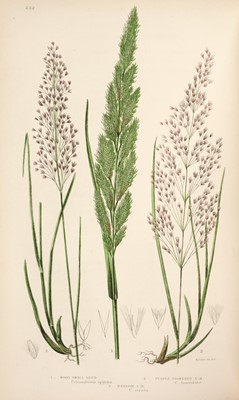 Lot 52 - Pratt (Anne). The British Grasses and Sedges, 1st edition, 1859