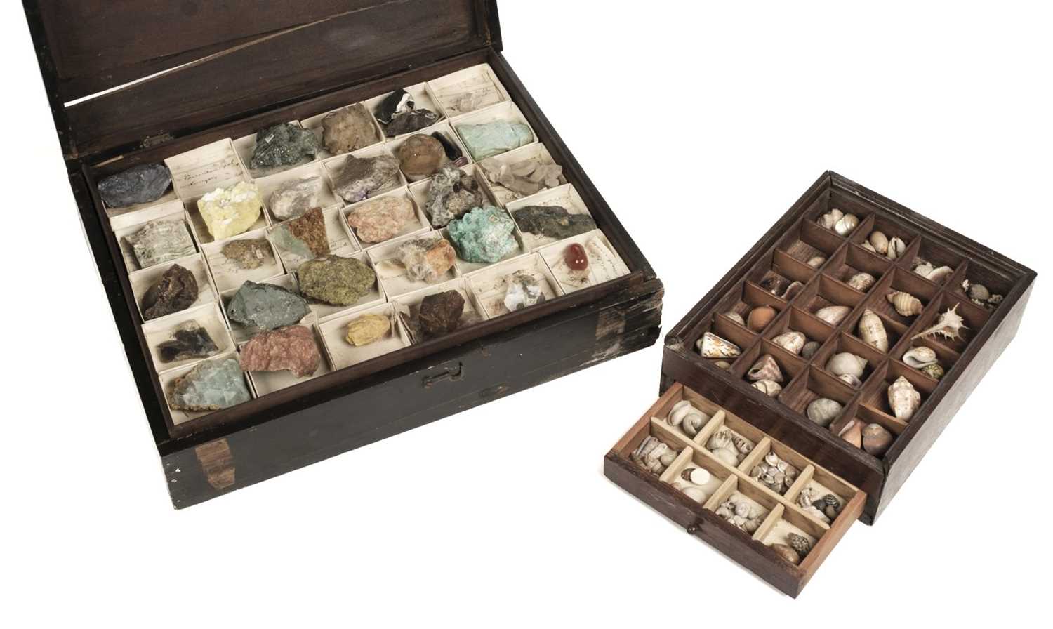 Shell Old Collection Lot 120 - Minerals & Shells. An old collection