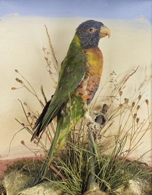 Lot 209 - Taxidermy. Rainbow lorikeet, mid- to later 20th century