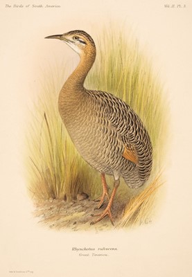 Lot 64 - Grönvold (Henrik). Eighteen hand-coloured lithographs from The Birds of South America, 1917